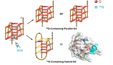 氧化损伤精准调控NEIL3启动子G-四链体结构变化